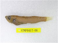 藏品(短鰭新燈籠魚)的圖片